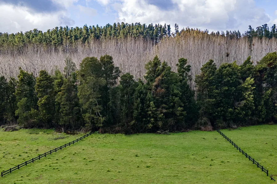 Vista frontal parcela con árboles en Reserva Mayor 1